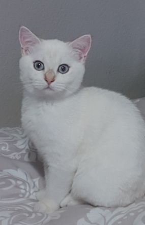 Bambino sucht eine Familie