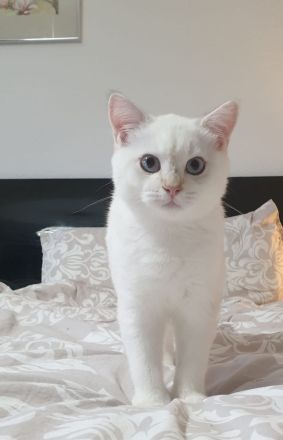 Bambino sucht eine Familie