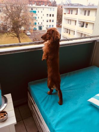 Langhaardackel Deckrüde