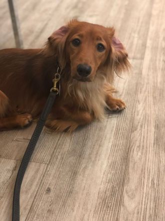 Langhaardackel Deckrüde