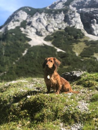 Langhaardackel Deckrüde