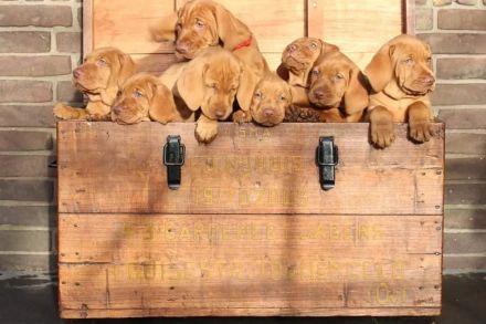 Magyar Vizsla Deckrüde