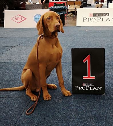 Magyar Vizsla Deckrüde