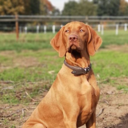 Magyar Vizsla Deckrüde