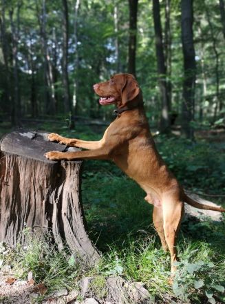 Magyar Vizsla Deckrüde