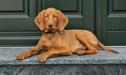 Magyar Vizsla Deckrüde