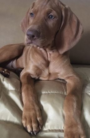 Magyar Vizsla Deckrüde