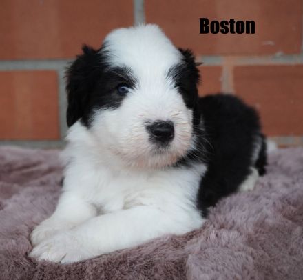 Wir freuen uns, dass alle Welpen ein tolles Zuhause gefunden haben........