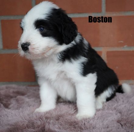 Wir freuen uns, dass alle Welpen ein tolles Zuhause gefunden haben........