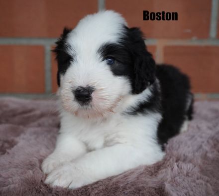 Wir freuen uns, dass alle Welpen ein tolles Zuhause gefunden haben........