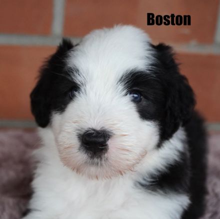 Wir freuen uns, dass alle Welpen ein tolles Zuhause gefunden haben........