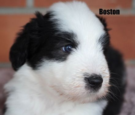 Wir freuen uns, dass alle Welpen ein tolles Zuhause gefunden haben........