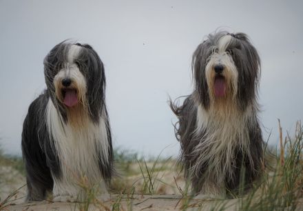 Wir freuen uns, dass alle Welpen ein tolles Zuhause gefunden haben........