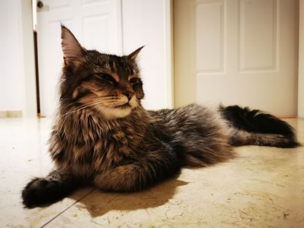 Maine Coon von Altmahd