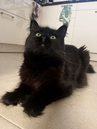 Maine Coon von Altmahd