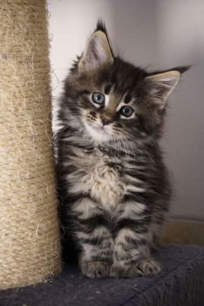 Maine Coon von Altmahd