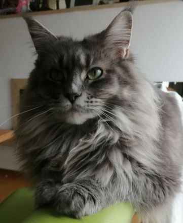 Maine Coon von Altmahd