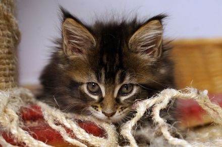 Maine Coon von Altmahd