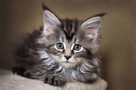 Maine Coon von Altmahd