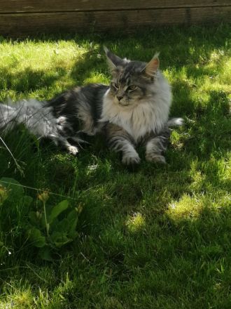Maine Coon von Altmahd