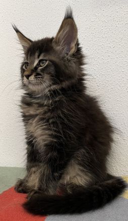 Maine Coon von Altmahd