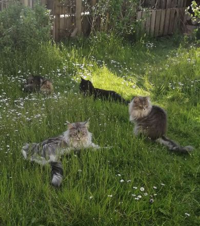 Maine Coon von Altmahd