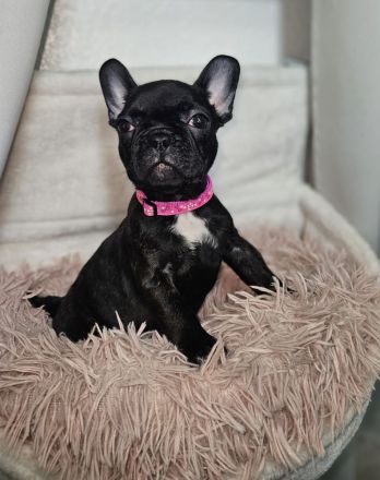 Drei französische Bulldoggen Mädels