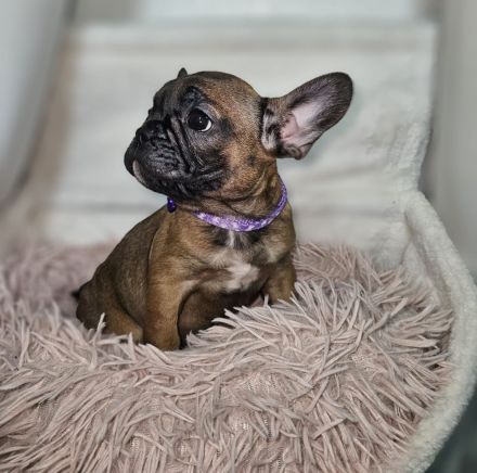 Drei französische Bulldoggen Mädels