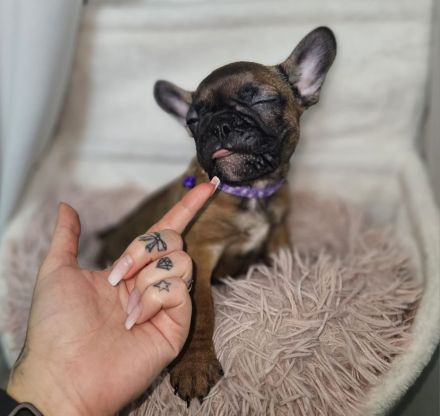 Drei französische Bulldoggen Mädels