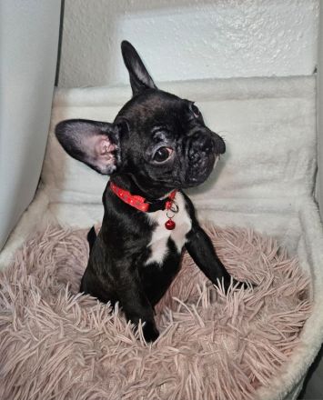 Drei französische Bulldoggen Mädels