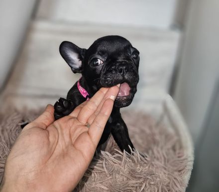 Drei französische Bulldoggen Mädels