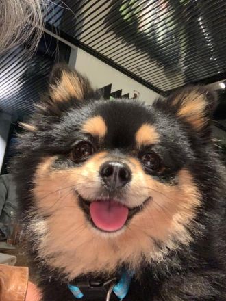 Kein Verkauf! Deckrüde