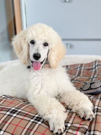 from Bella‘s Kingdom