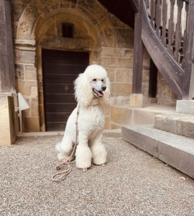 from Bella‘s Kingdom