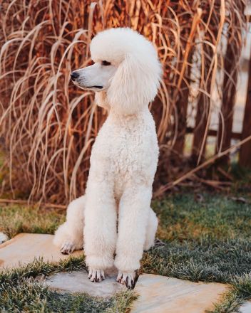 from Bella‘s Kingdom