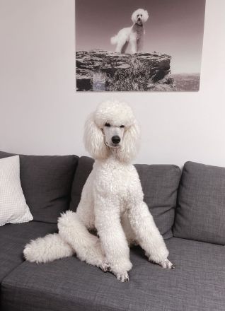 from Bella‘s Kingdom