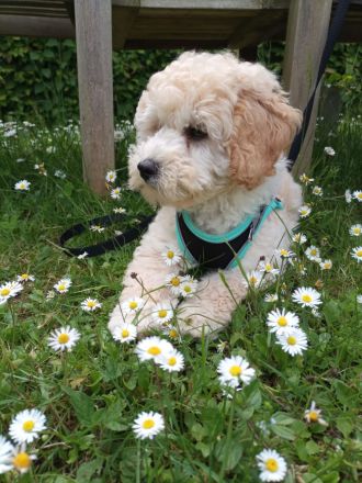 VWR Von Weissens Rasselbande