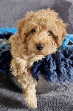 VWR Von Weissens Rasselbande