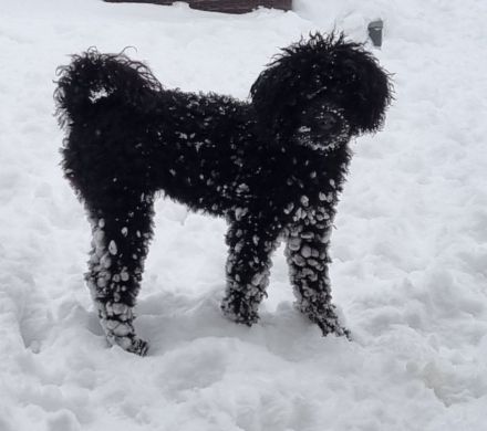 VWR Von Weissens Rasselbande