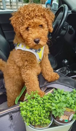 VWR Von Weissens Rasselbande