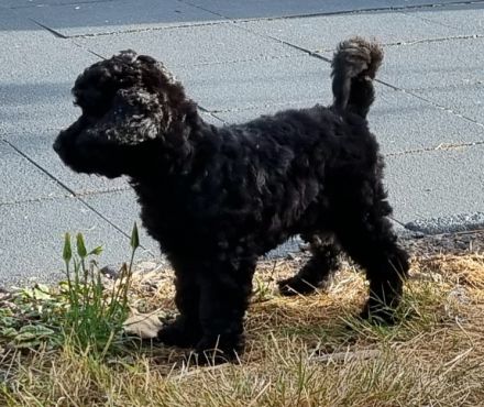 VWR Von Weissens Rasselbande