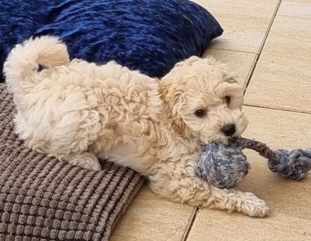 VWR Von Weissens Rasselbande