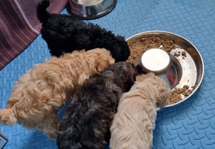 VWR Von Weissens Rasselbande