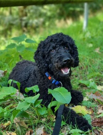 VWR Von Weissens Rasselbande