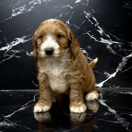 Cockapoo / Cockerdoodle