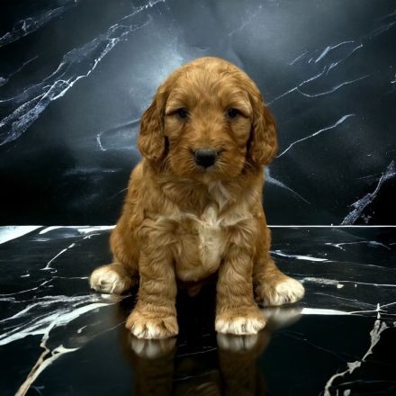 Cockapoo / Cockerdoodle