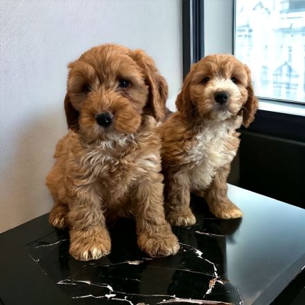 Cockapoo / Cockerdoodle