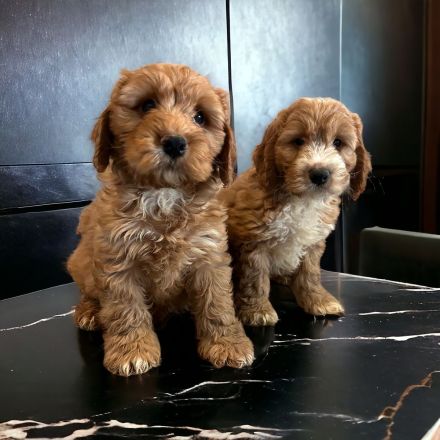 Cockapoo / Cockerdoodle