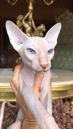 PETERBALD - Kätzche - ausgezeichnete Abstammung (FIFE) - viele Champions im Blut - mehrere Weltmeist