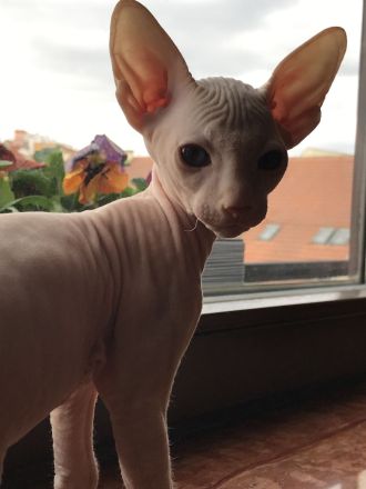 PETERBALD - Kätzche - ausgezeichnete Abstammung (FIFE) - viele Champions im Blut - mehrere Weltmeist